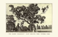 “The Oldest Inhabitant”-A Giant Red-gum Tree.