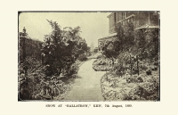 Snow at “Hallatrow,” Kew, 7th August, 1899.
